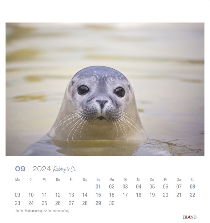 Bild: 9783964022813 | Robby &amp; Co Postkartenkalender 2024. Robben und Seehunde in...