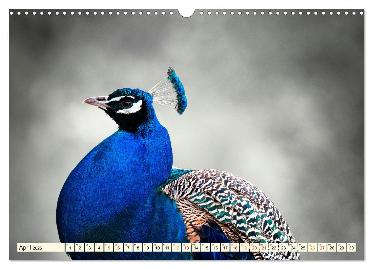 Bild: 9783383953156 | Schöner Pfau (Wandkalender 2025 DIN A3 quer), CALVENDO Monatskalender