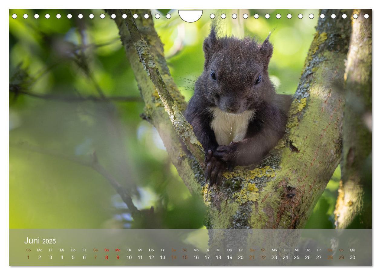 Bild: 9783457177471 | Bezaubernde Eichhörnchen (Wandkalender 2025 DIN A4 quer), CALVENDO...