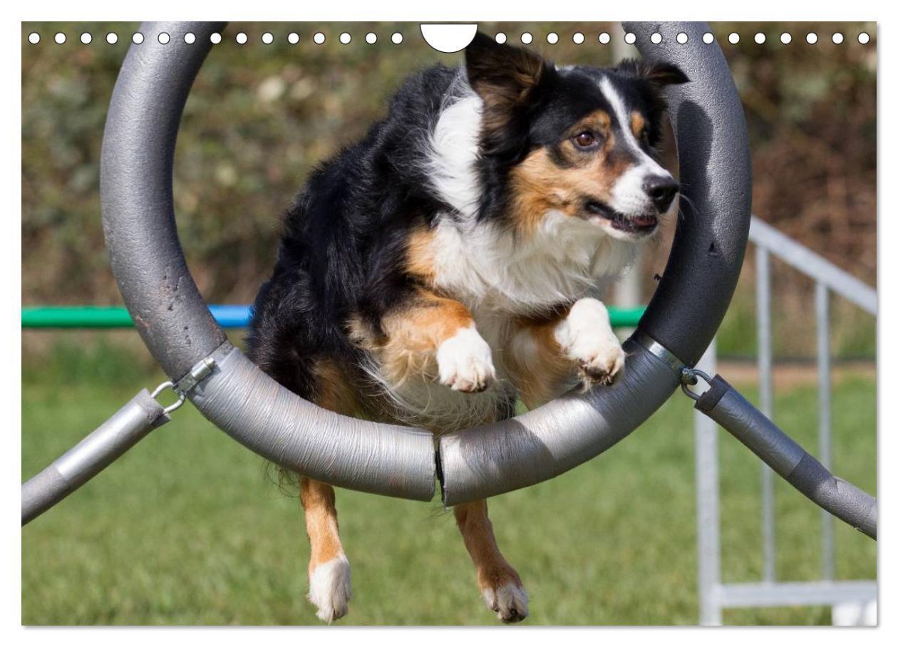 Bild: 9783435555918 | Agility - Sport und Spass (Wandkalender 2025 DIN A4 quer), CALVENDO...