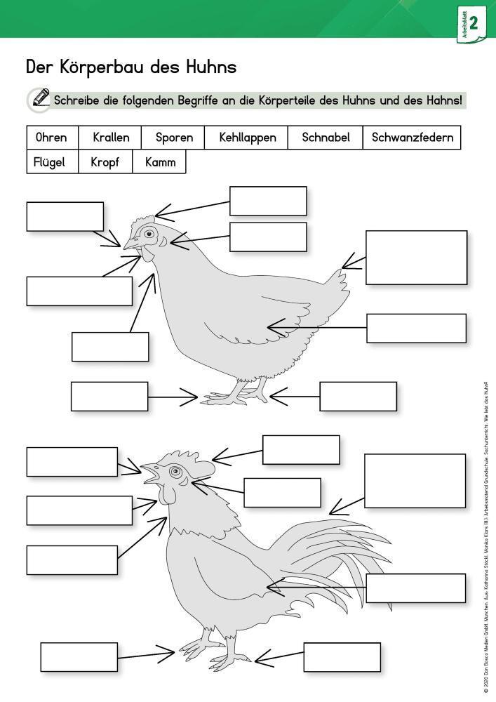 Bild: 9783769824605 | Arbeitsmaterial Grundschule. Sachunterricht: Wie lebt das Huhn? | 2020