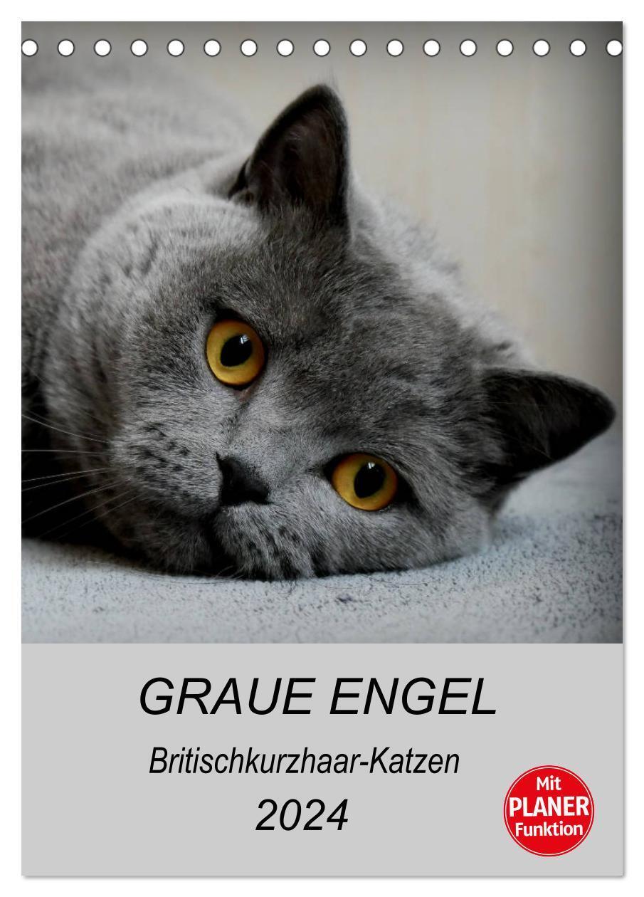 Cover: 9783675689695 | Graue Engel - Britischkurzhaar-Katzen (Tischkalender 2024 DIN A5...