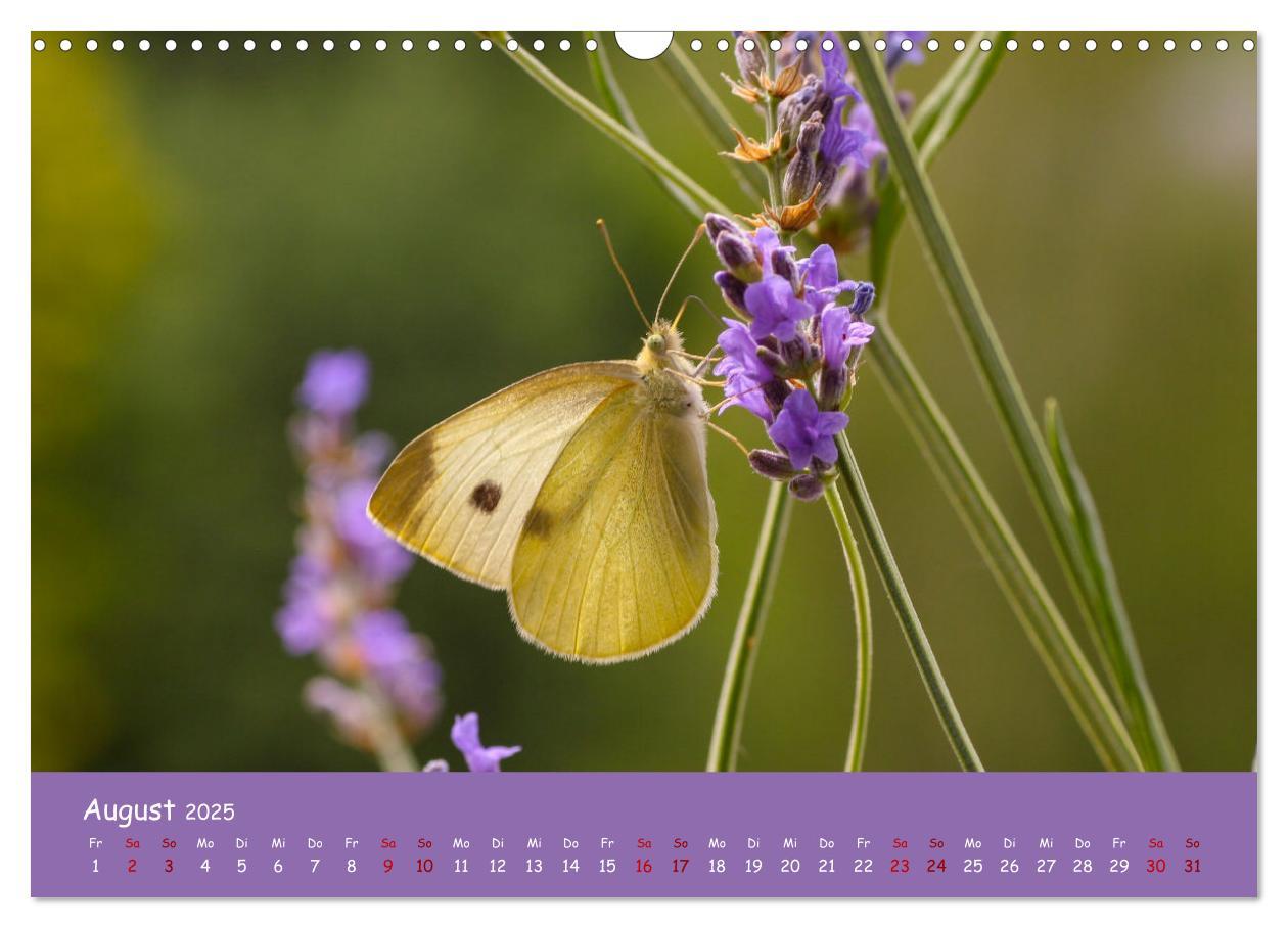 Bild: 9783435072873 | Insekten - Kleine Wunder (Wandkalender 2025 DIN A3 quer), CALVENDO...