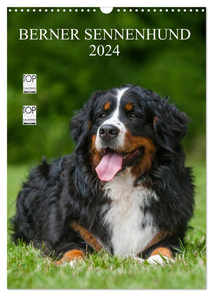 Cover: 9783383552182 | Berner Sennenhund 2024 (Wandkalender 2024 DIN A3 hoch), CALVENDO...