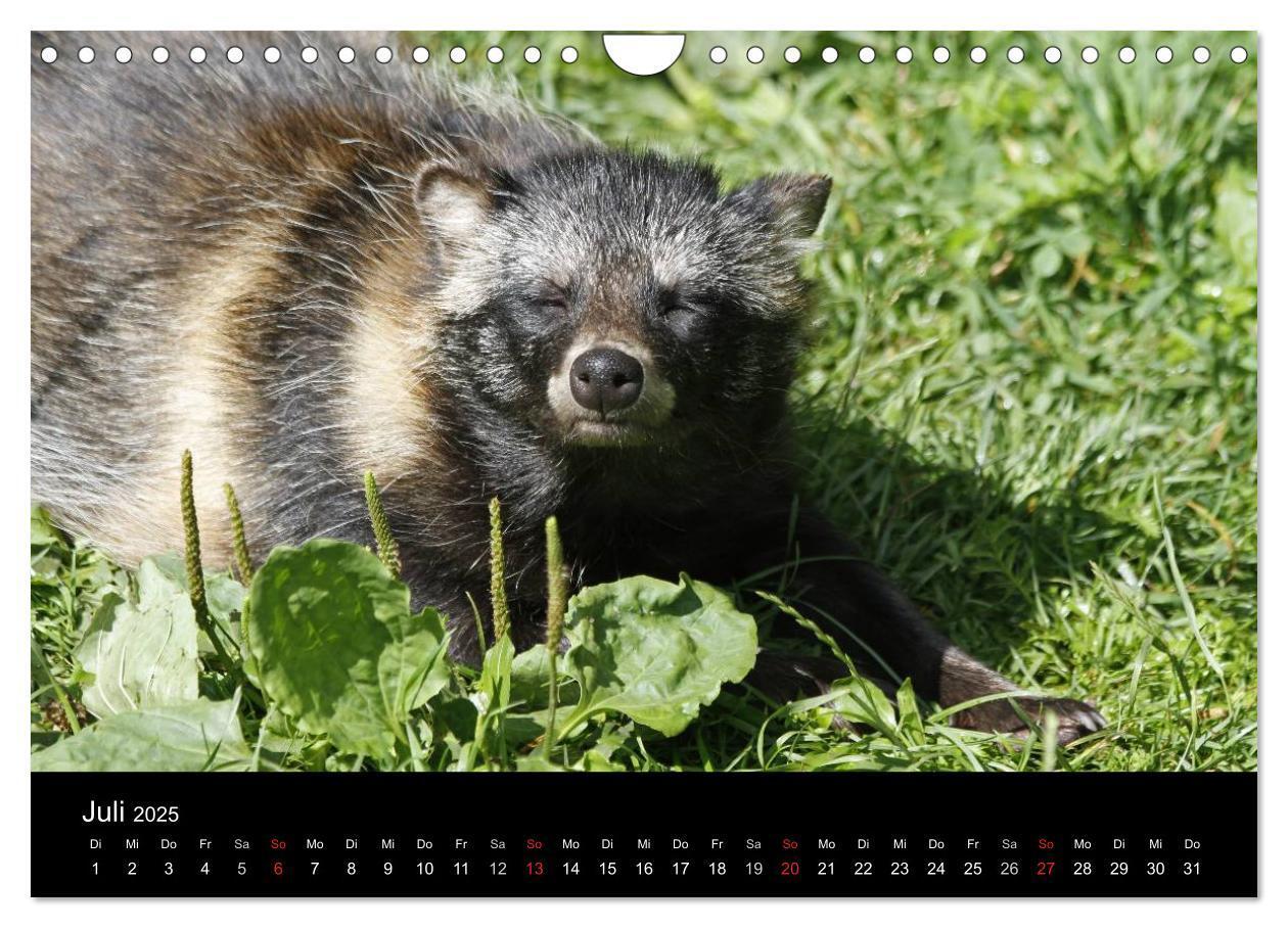 Bild: 9783435677580 | Marderhunde (Wandkalender 2025 DIN A4 quer), CALVENDO Monatskalender