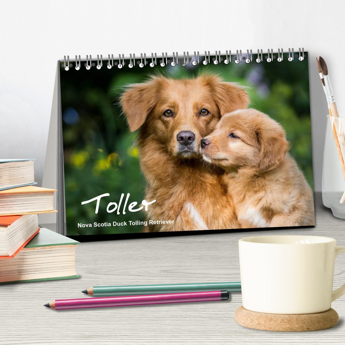 Bild: 9783435626076 | Toller - Nova Scotia Duck Tolling Retriever (Tischkalender 2025 DIN...