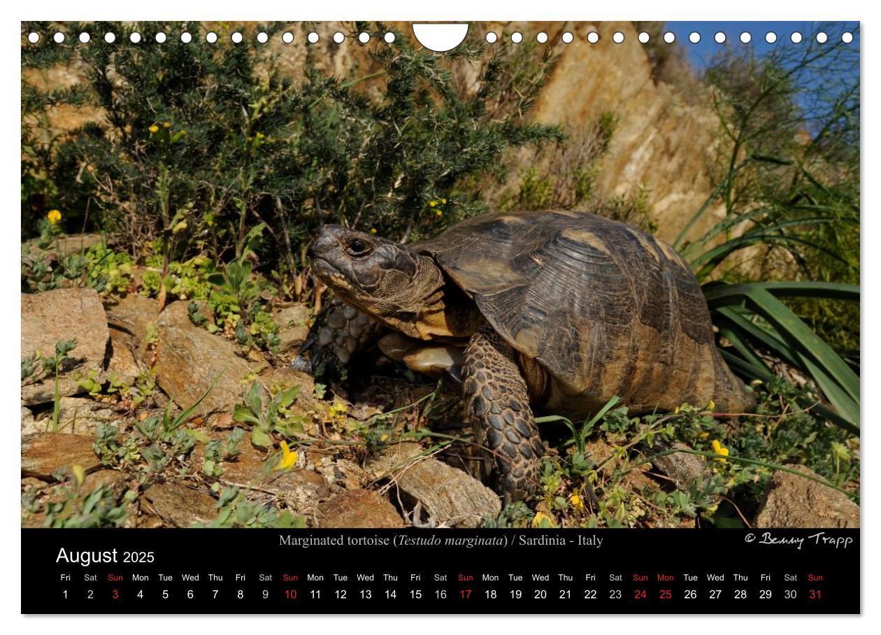 Bild: 9781325996001 | European Tortoises / UK-Version (Wall Calendar 2025 DIN A4...