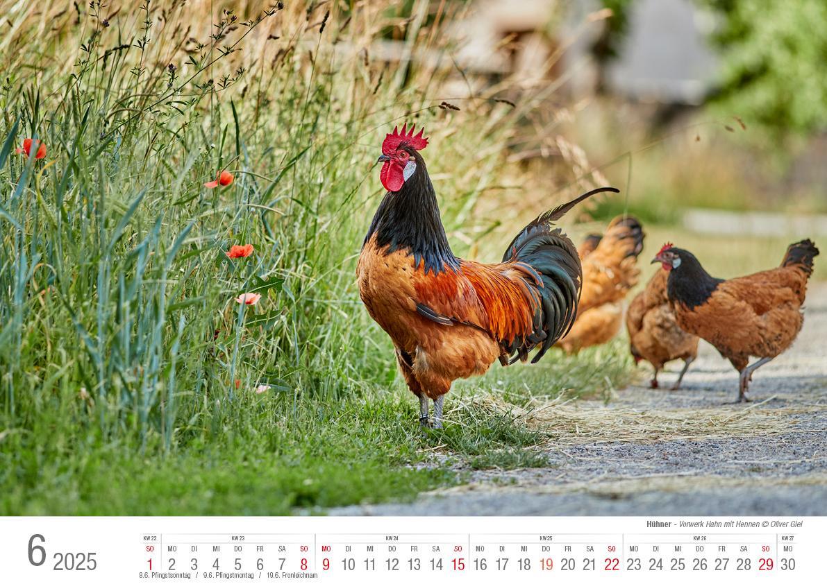 Bild: 9783965352353 | Hühner 2025 Bildkalender A3 quer - Judith Kiener &amp; Oliver Giel | Klaes