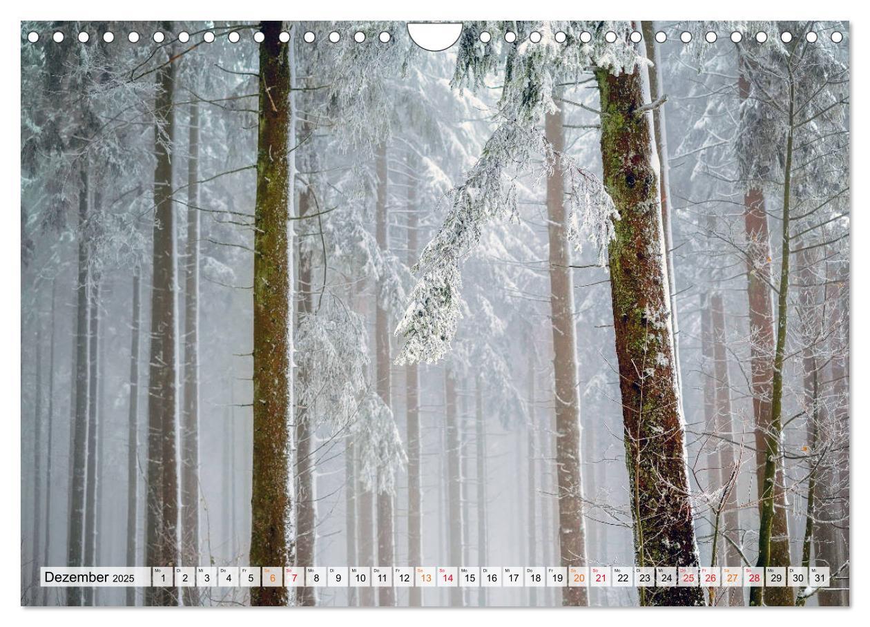 Bild: 9783435071876 | Wald - mystische Spaziergänge (Wandkalender 2025 DIN A4 quer),...