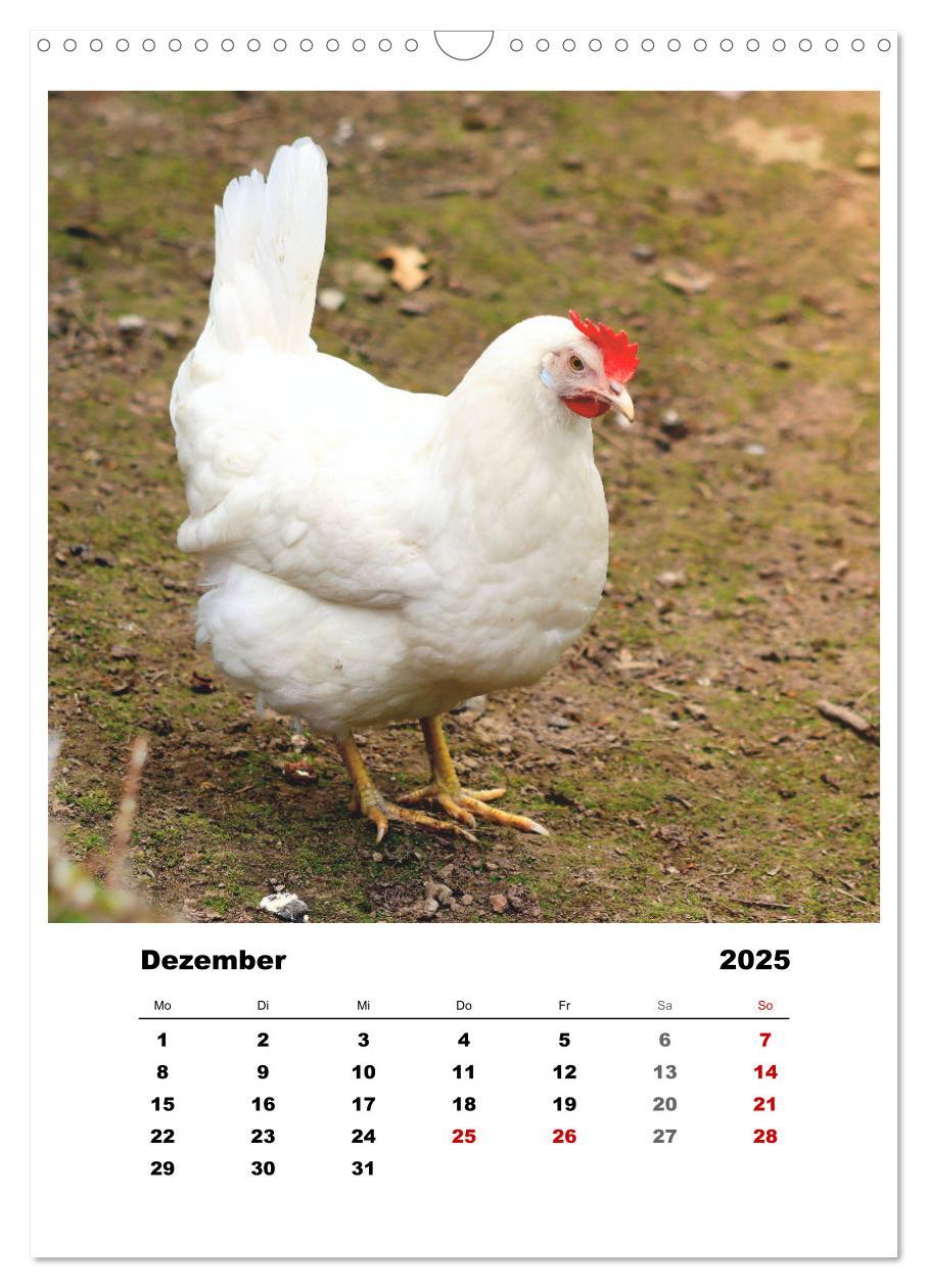 Bild: 9783435927937 | Bauernhoftiere, ganz nah dran (Wandkalender 2025 DIN A3 hoch),...