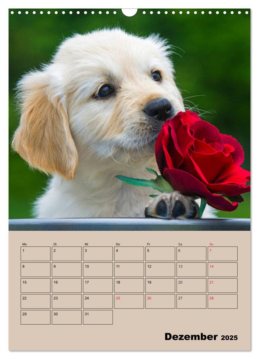 Bild: 9783435959266 | Jahresplaner Golden Retriever Welpen (Wandkalender 2025 DIN A3...