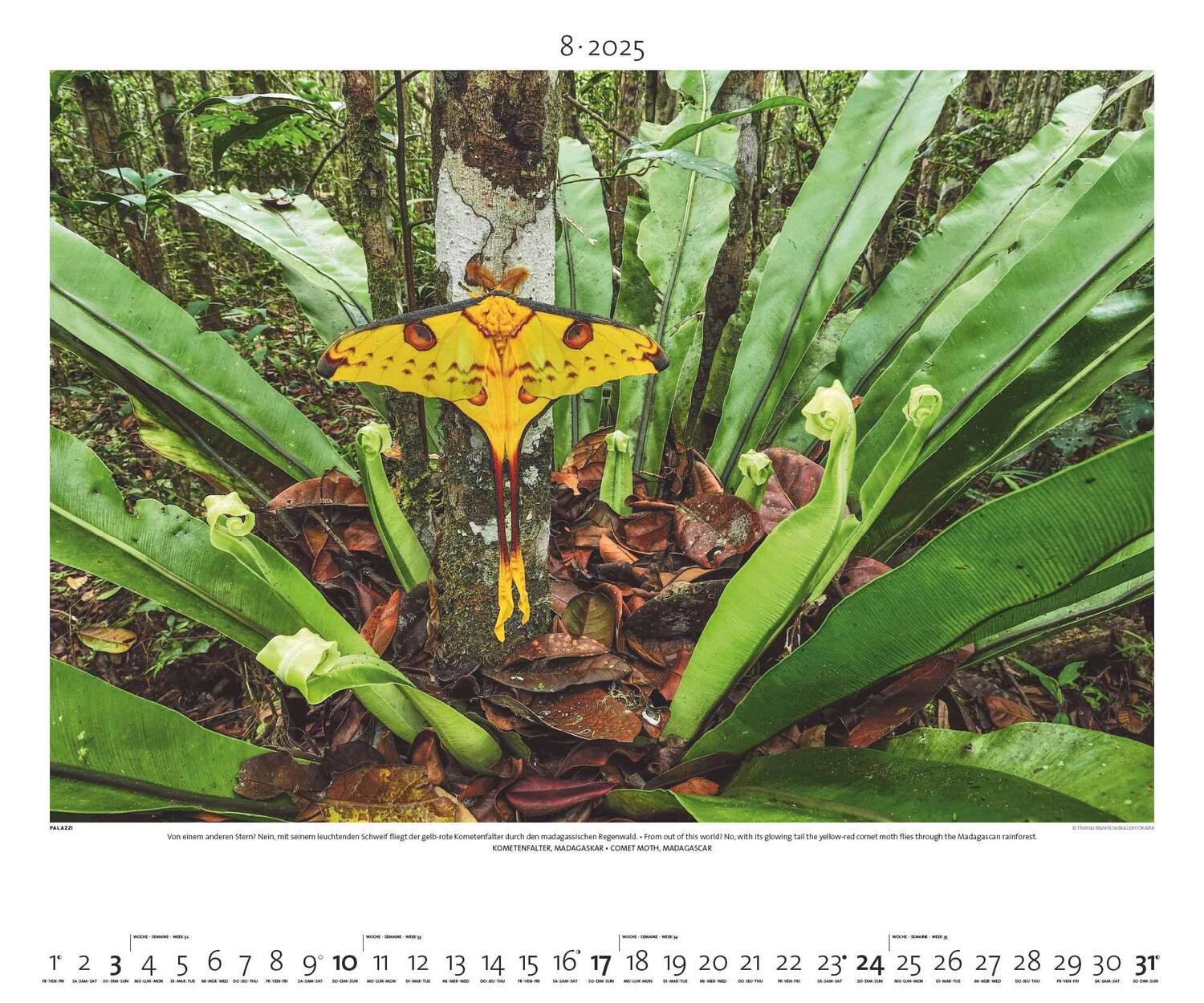 Bild: 4251734300768 | Regenwald 2025 - Bild-Kalender - Poster-Kalender - 60x50 | Rainforest