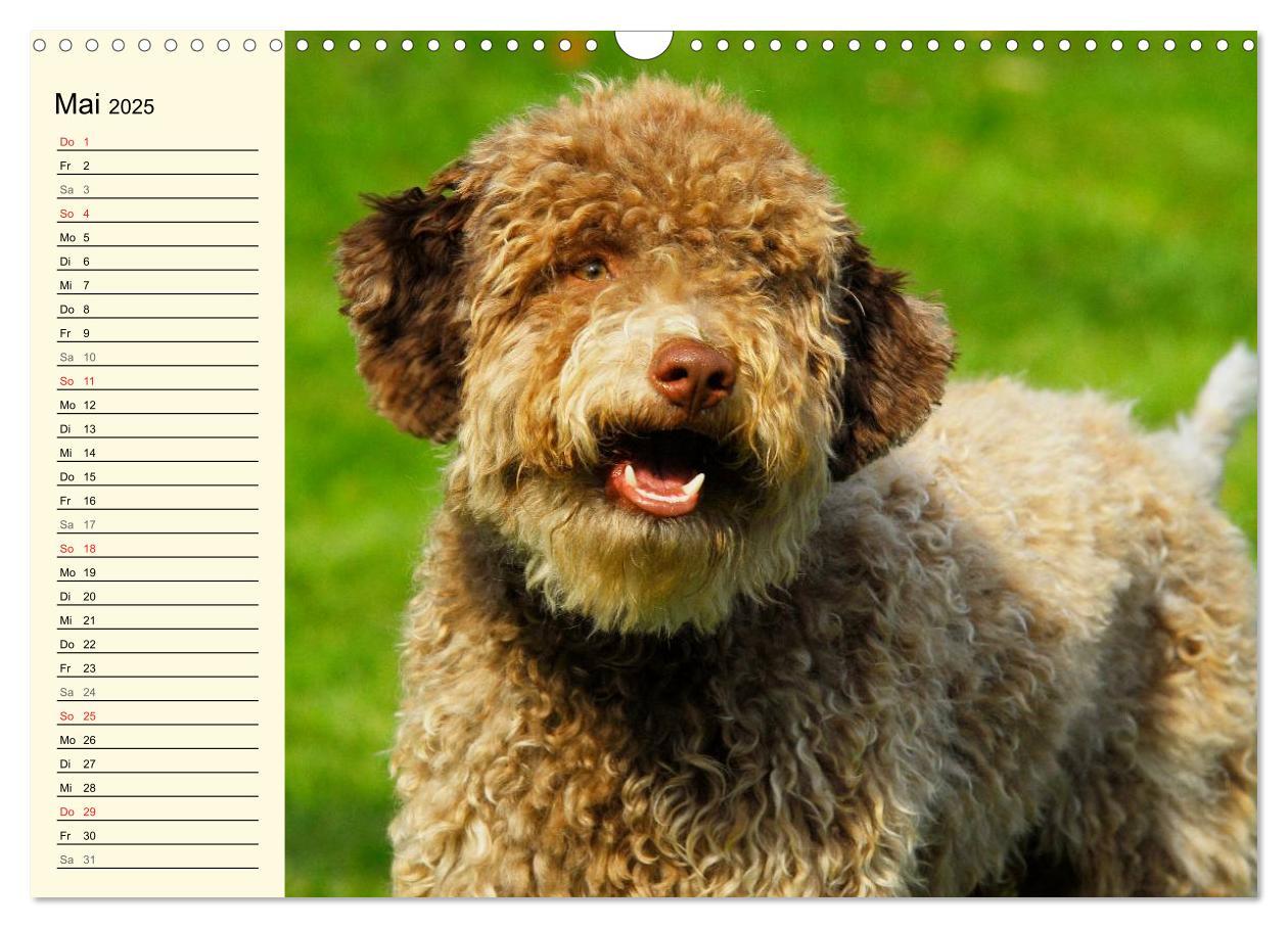 Bild: 9783435544912 | Lagotto Romagnolo - Italienischer Trüffelhund (Wandkalender 2025...