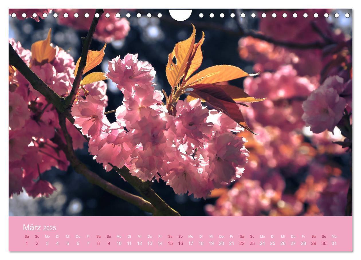 Bild: 9783435403165 | Zarte Kirschblüten - Berauschende Gedankendüfte (Wandkalender 2025...