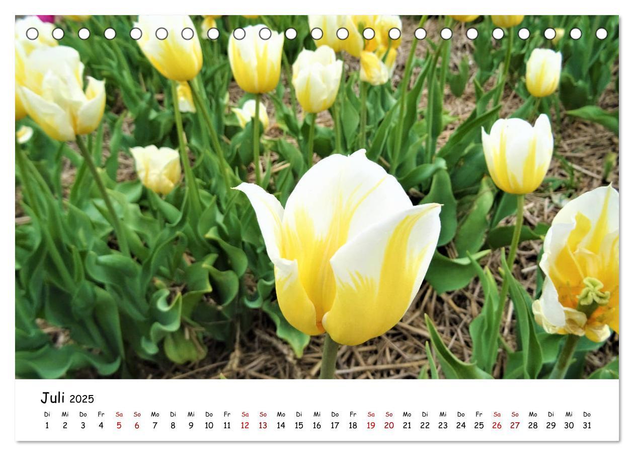 Bild: 9783435257782 | Tulpenblüte in Flevoland 2025 (Tischkalender 2025 DIN A5 quer),...