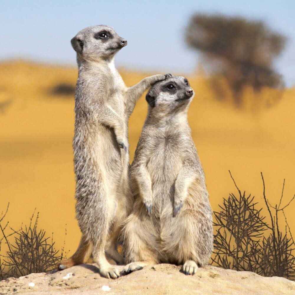 Bild: 9783959294683 | Meerkats/Erdmännchen 2025 | Kalender 2025 | Kalender | Drahtheftung