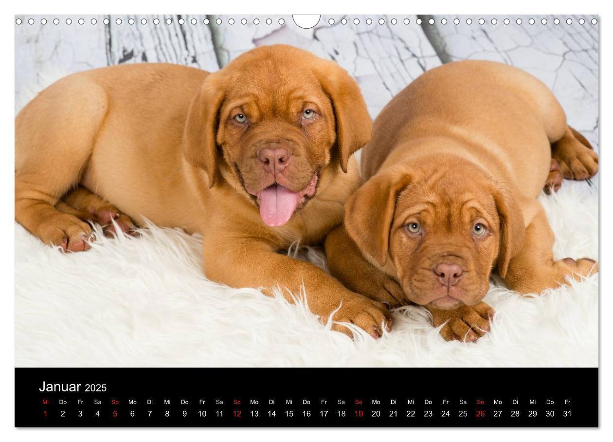 Bild: 9783435519101 | Bordeauxdoggen Welpen (Wandkalender 2025 DIN A3 quer), CALVENDO...