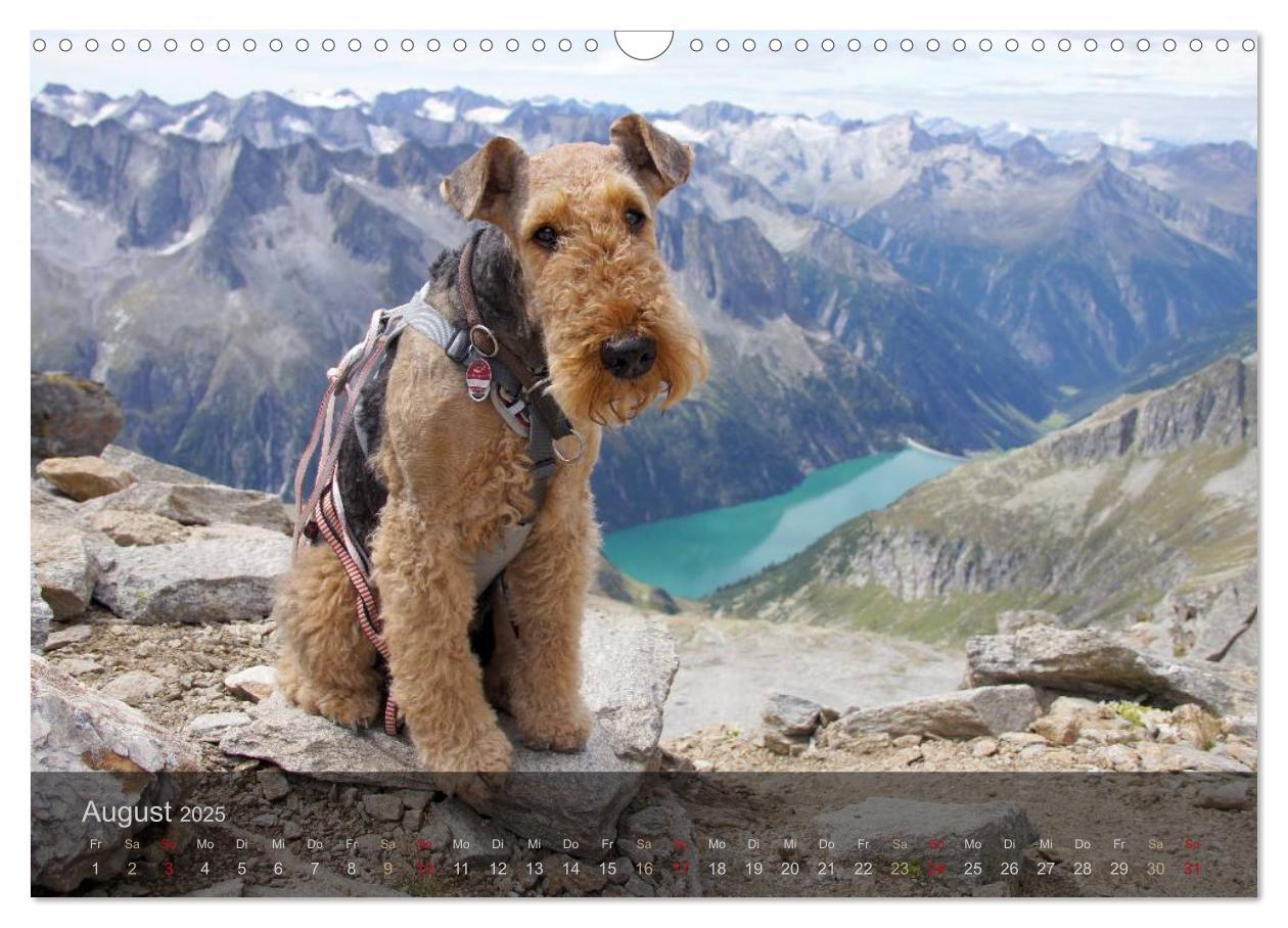 Bild: 9783435559176 | Der Bergdale - mit Hund im Hochgebirge (Wandkalender 2025 DIN A3...