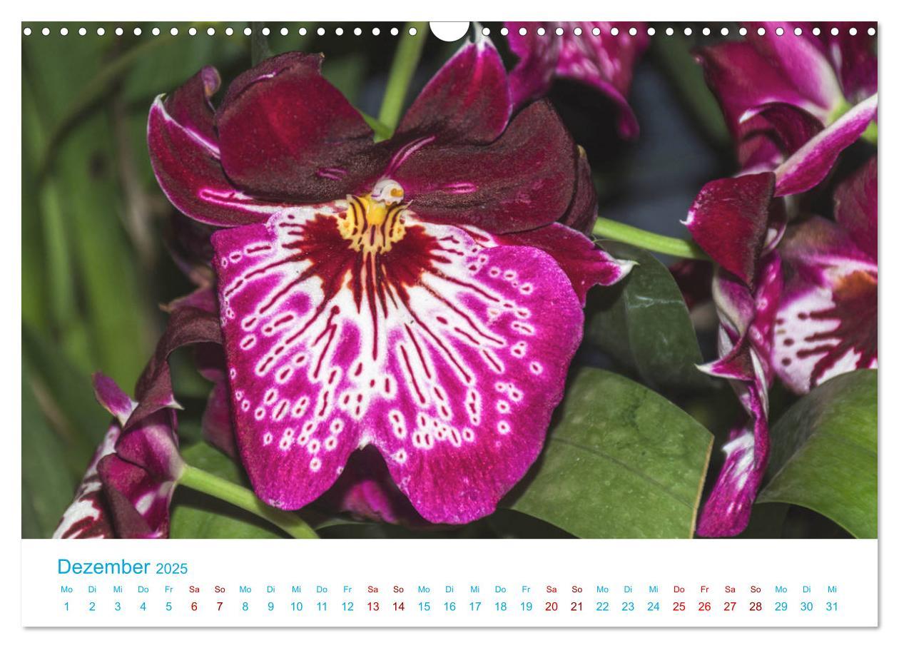 Bild: 9783435285501 | Die Königin der Blumenwelt, die Orchidee (Wandkalender 2025 DIN A3...