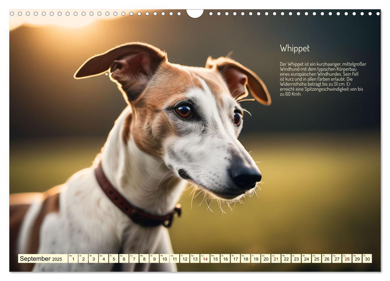 Bild: 9783457162095 | Windhunde im Portrait (Wandkalender 2025 DIN A3 quer), CALVENDO...