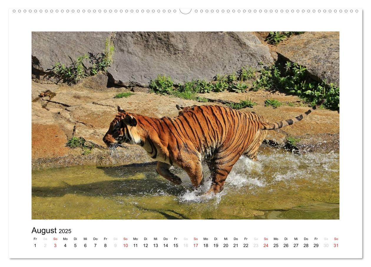 Bild: 9783435754298 | Tiger 2025 (Wandkalender 2025 DIN A2 quer), CALVENDO Monatskalender