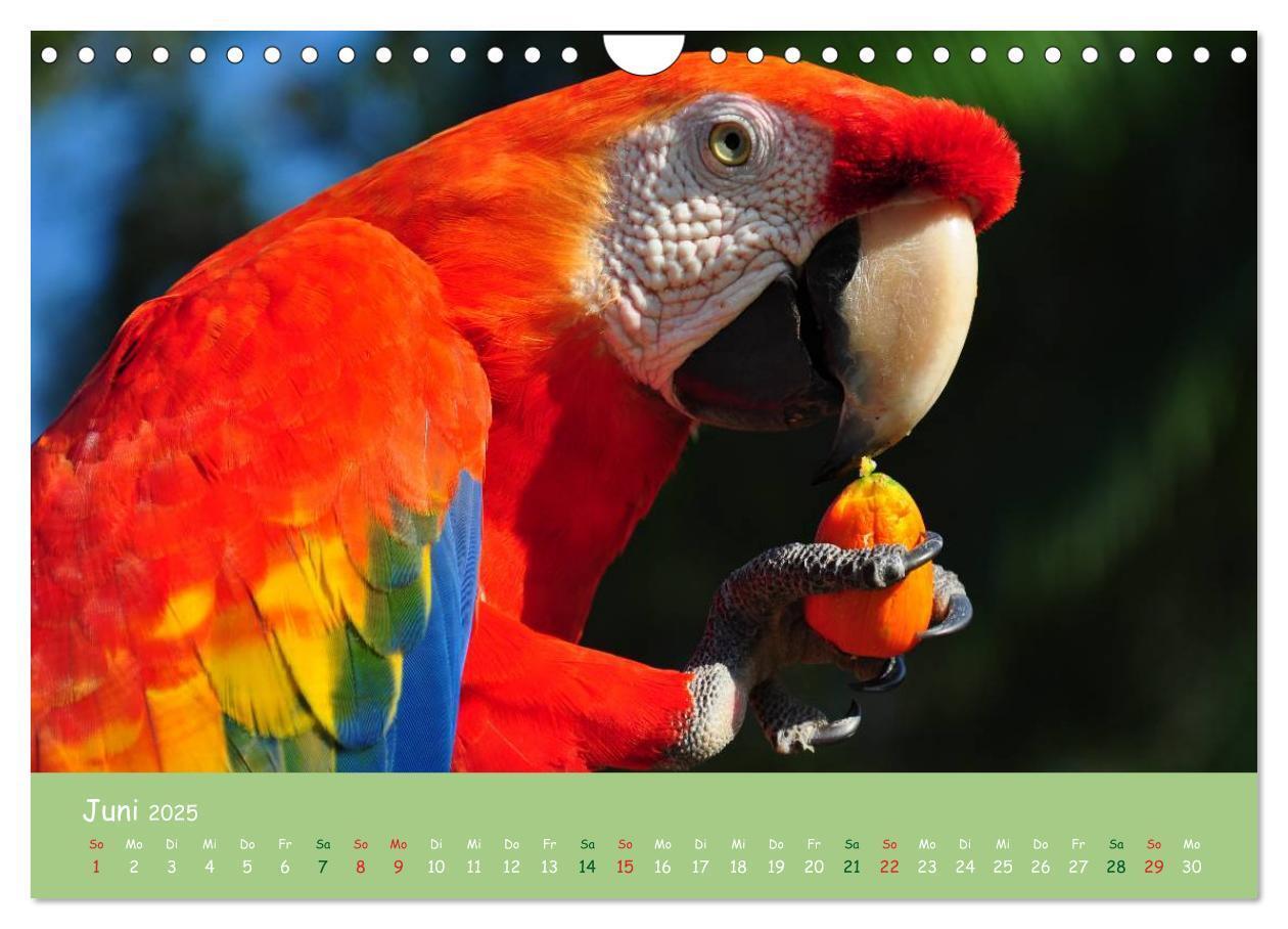 Bild: 9783435658541 | Am Amazonas (Wandkalender 2025 DIN A4 quer), CALVENDO Monatskalender