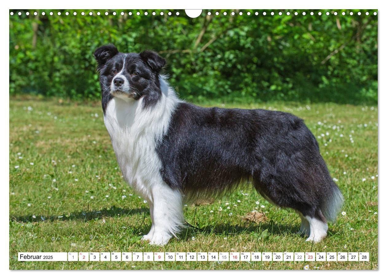 Bild: 9783435256860 | Traumhund Border Collie (Wandkalender 2025 DIN A3 quer), CALVENDO...