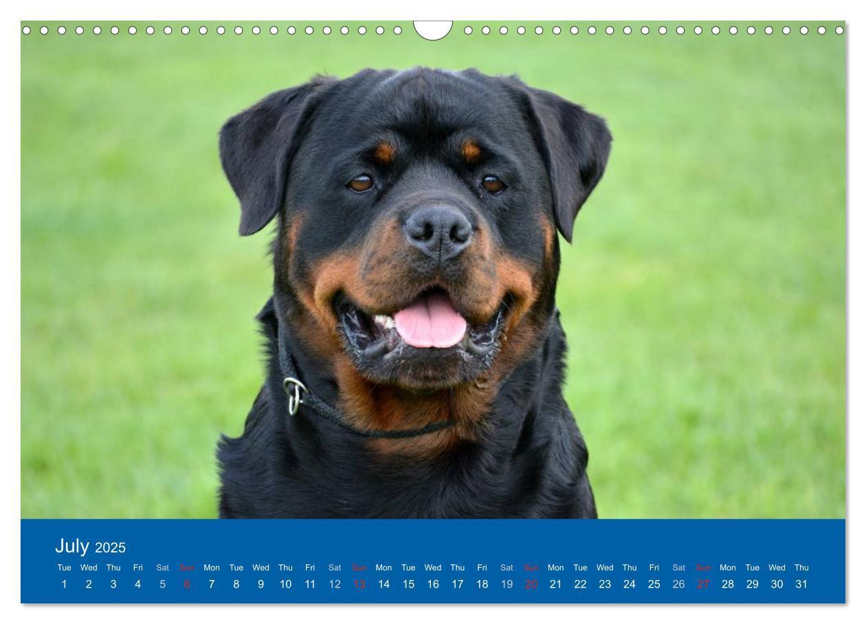 Bild: 9781325956319 | Rottweiler Portait Shots 2025 (Wall Calendar 2025 DIN A3...