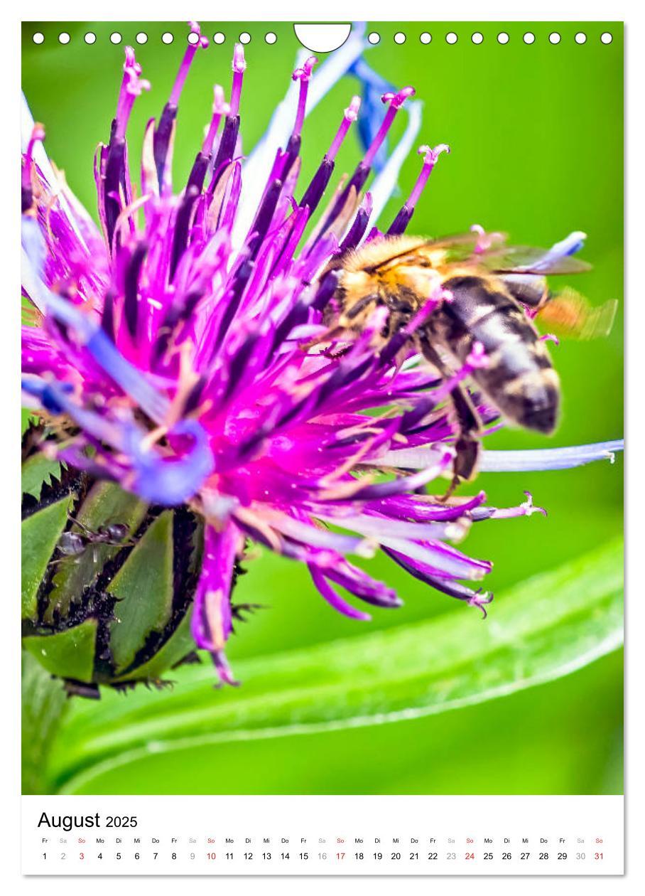 Bild: 9783435966653 | BIENEN - Kleine Nützlinge ganz nah (Wandkalender 2025 DIN A4 hoch),...