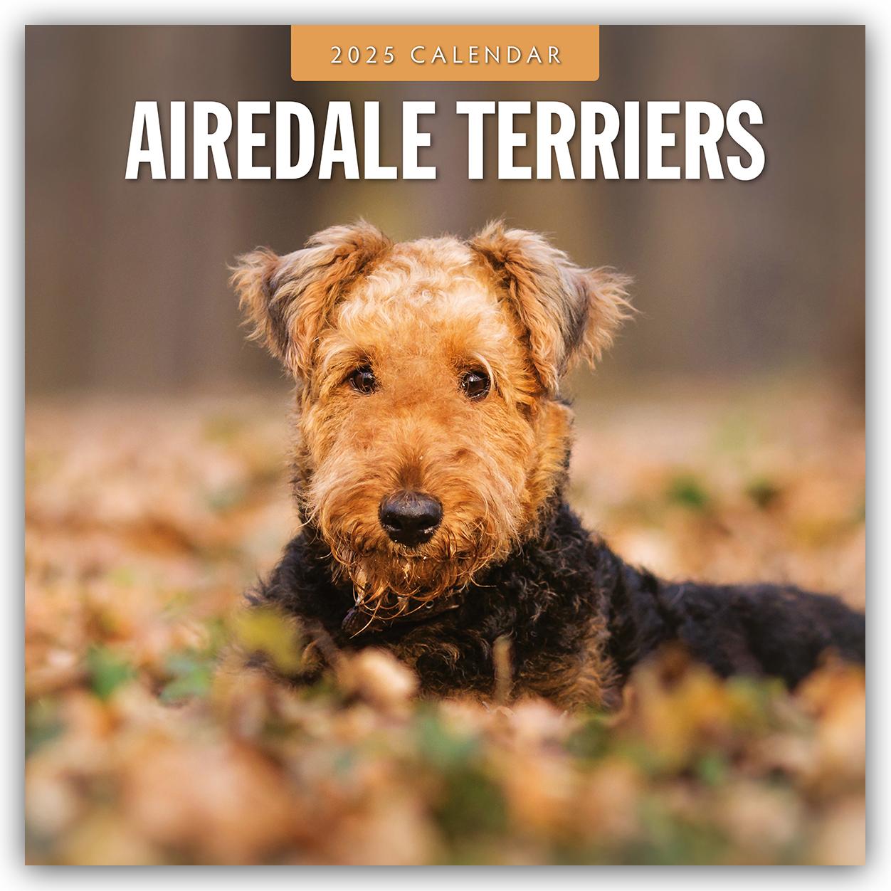 Cover: 9781804424162 | Airdale Terriers - Airdale Terrier 2025 - 16-Monatskalender | Red