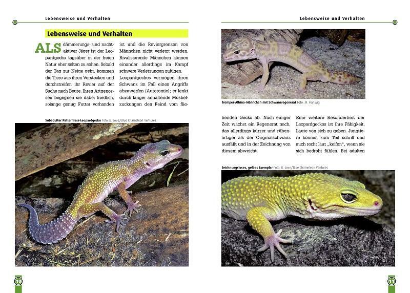 Bild: 9783866590618 | Der Leopardgecko - Eublepharis Macularius | Melanie Hartwig | Buch