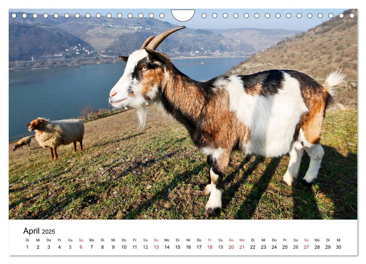 Bild: 9783435613953 | Rhein und Burgen (Wandkalender 2025 DIN A4 quer), CALVENDO...