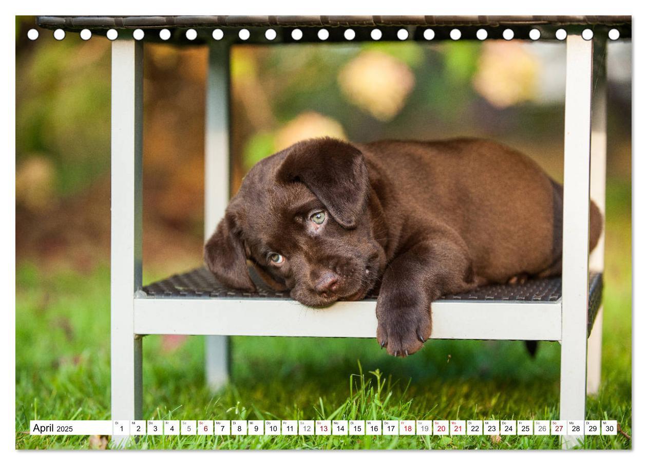 Bild: 9783435311774 | Freund auf 4 Pfoten - Labrador Retriever (Tischkalender 2025 DIN A5...