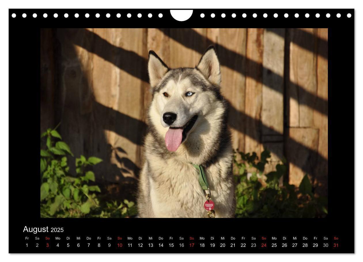 Bild: 9783435837649 | Husky-Kalender (Wandkalender 2025 DIN A4 quer), CALVENDO...