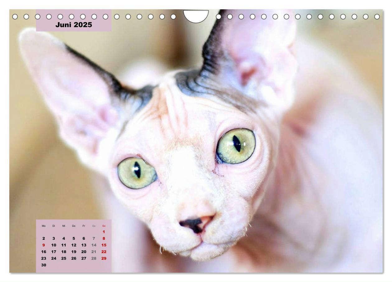 Bild: 9783435050277 | Sphinx. Grazile und anmutige Nacktkatzen (Wandkalender 2025 DIN A4...