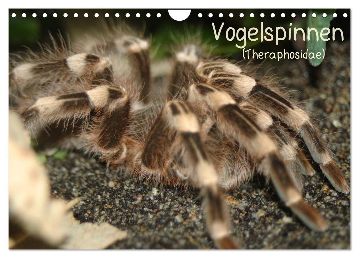 Cover: 9783383418426 | Vogelspinnen (Theraphosidae) (Wandkalender 2024 DIN A4 quer),...