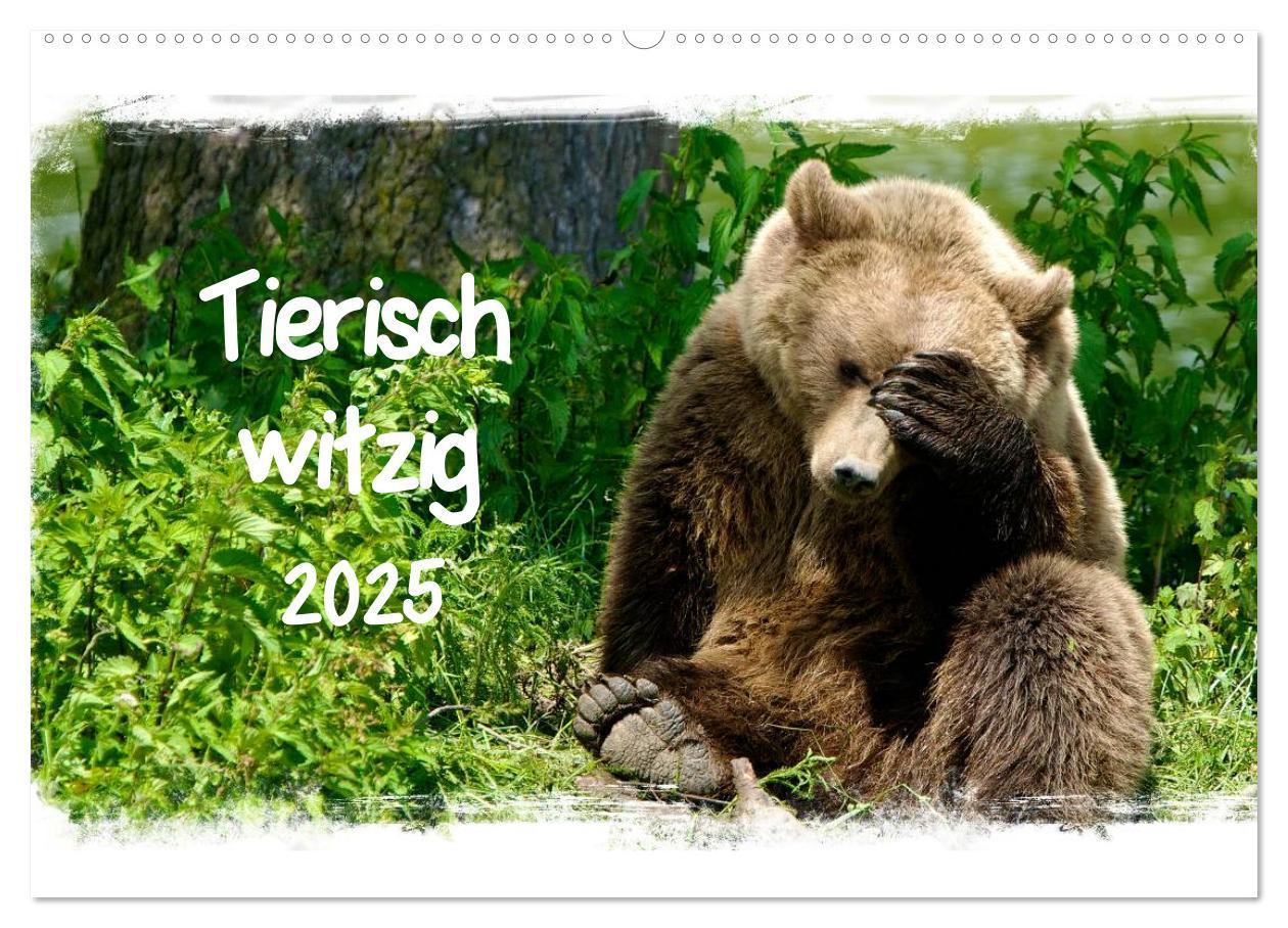 Cover: 9783435606382 | Tierisch witzig (Wandkalender 2025 DIN A2 quer), CALVENDO...