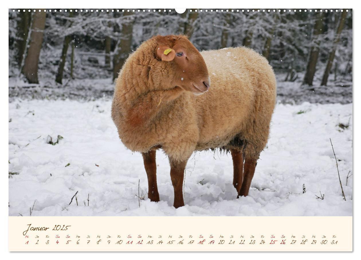 Bild: 9783435172405 | Coburger Fuchsschaf (Wandkalender 2025 DIN A2 quer), CALVENDO...