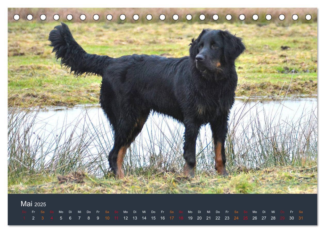 Bild: 9783435149056 | Ein Hovawart, ein Wachhund (Tischkalender 2025 DIN A5 quer),...