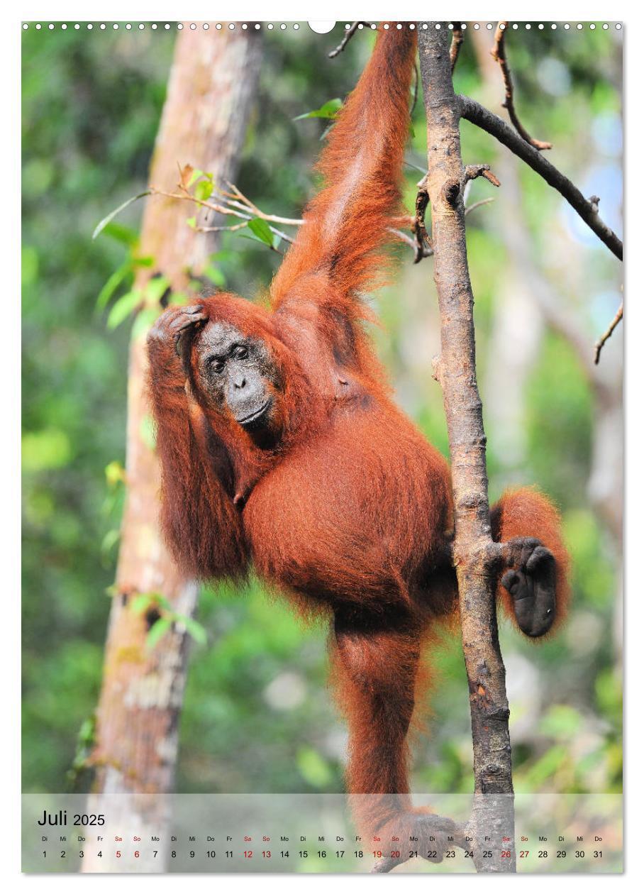 Bild: 9783435964901 | Orang Utans aus Borneo (Wandkalender 2025 DIN A2 hoch), CALVENDO...