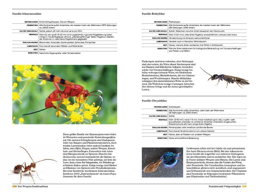Bild: 9783258083421 | Wespen | Unterschätzte Insekten mit erstaunlichen Fähigkeiten | Eaton