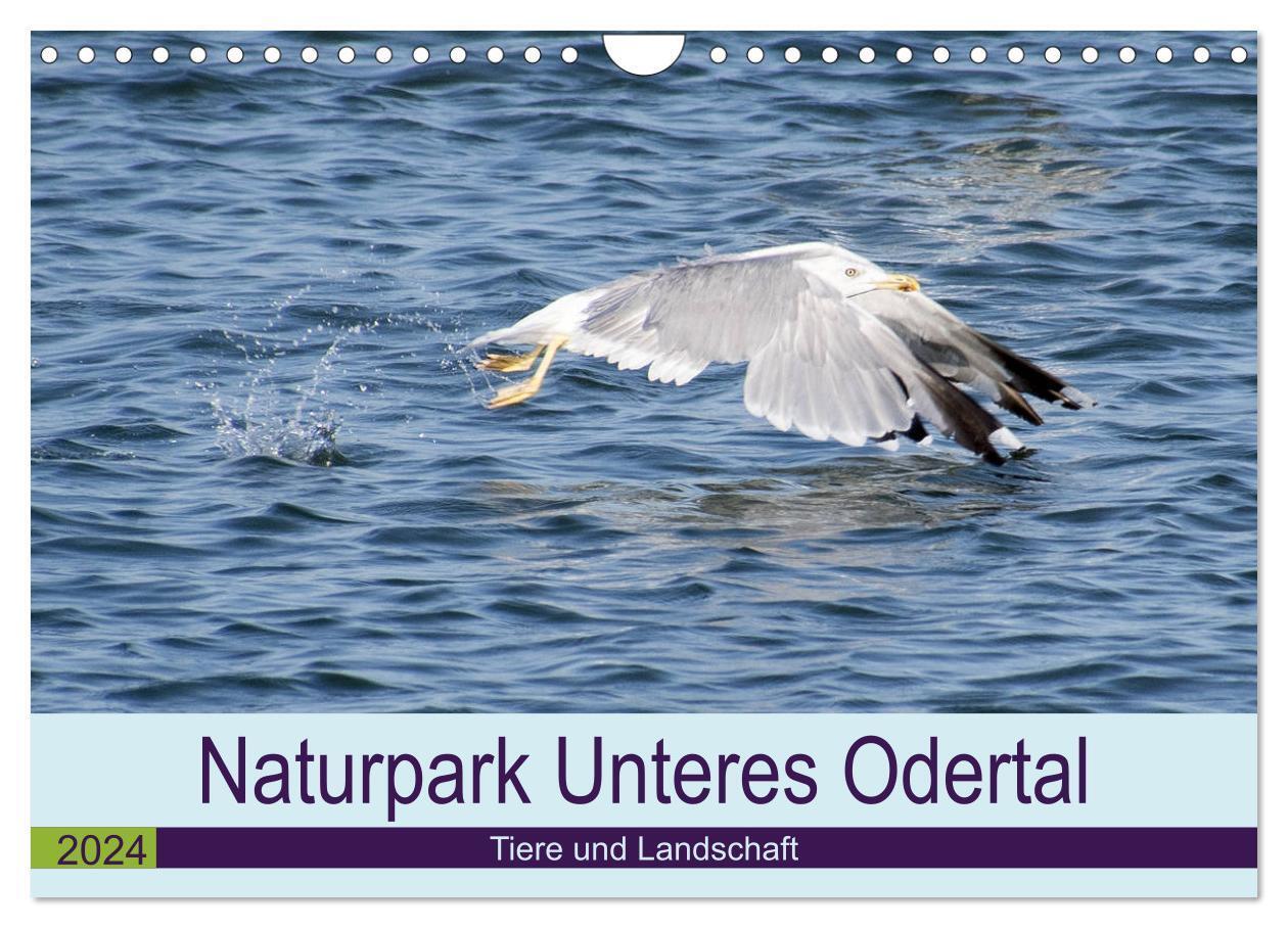 Cover: 9783383196911 | Naturpark Unteres Odertal (Wandkalender 2024 DIN A4 quer), CALVENDO...