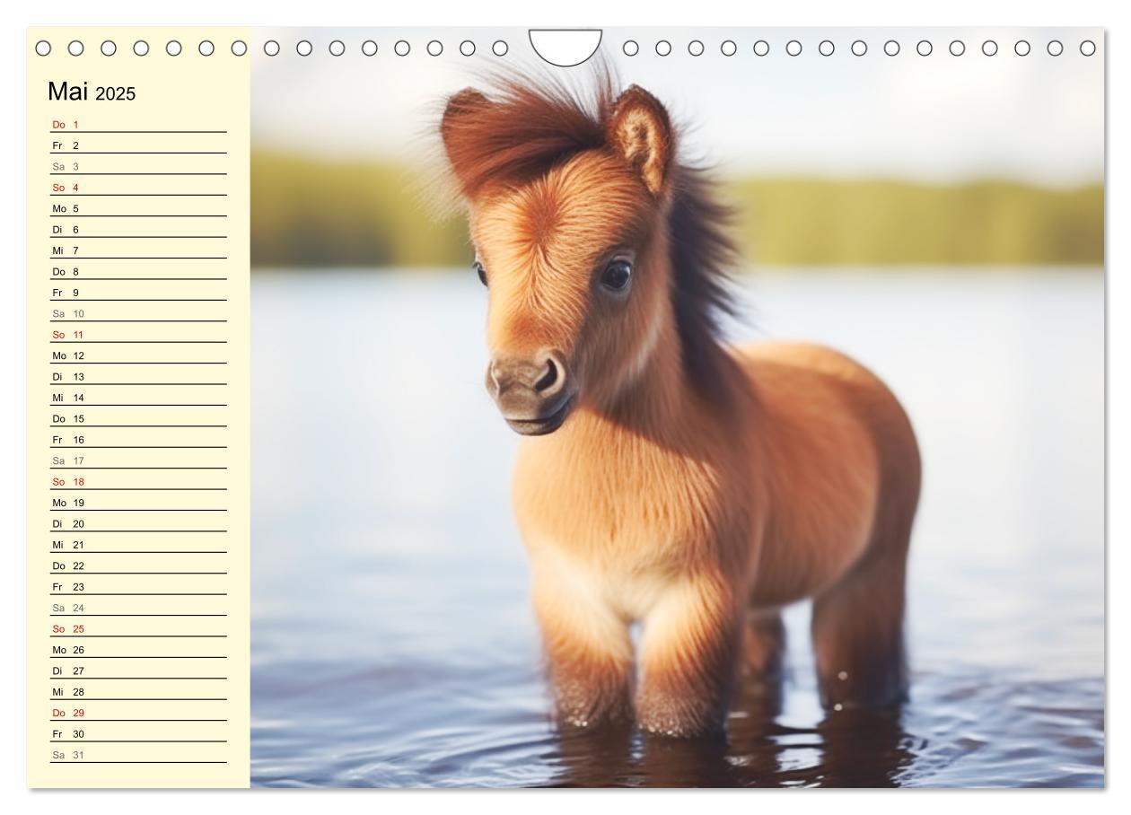 Bild: 9783435011605 | Kleine Pferde. Mini-Ponys zum verlieben (Wandkalender 2025 DIN A4...