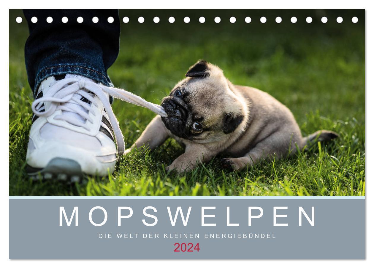 Cover: 9783675573727 | Mopswelpen (Tischkalender 2024 DIN A5 quer), CALVENDO Monatskalender