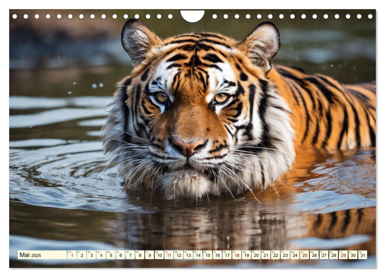 Bild: 9783383814105 | Tiger ganz nah (Wandkalender 2025 DIN A4 quer), CALVENDO...