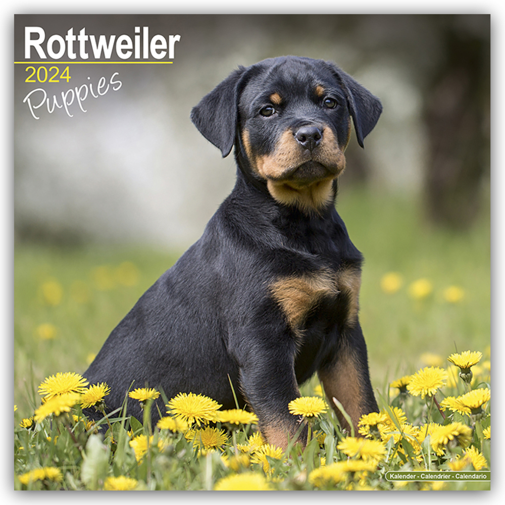 Cover: 9781804601150 | Rottweiler Puppies - Rottweiler Welpen 2024 - 16-Monatskalender | Ltd