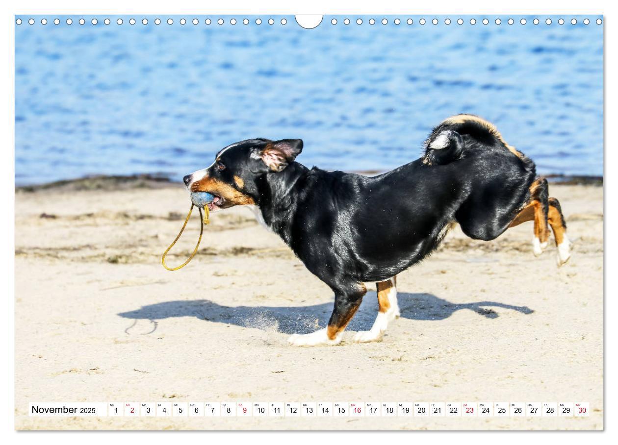 Bild: 9783435332441 | Appenzeller Sennenhunde (Wandkalender 2025 DIN A3 quer), CALVENDO...