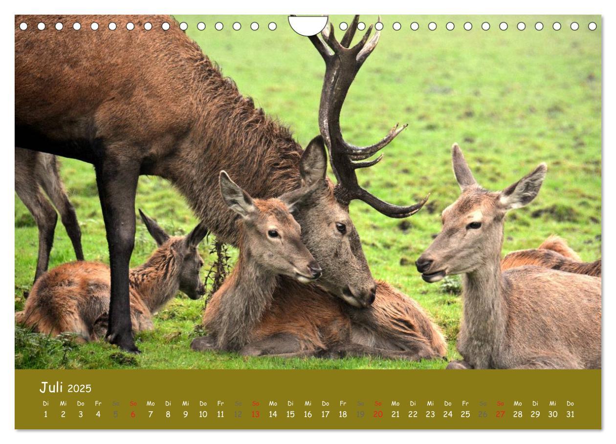 Bild: 9783435635030 | Begegnungen. DER HIRSCH (Wandkalender 2025 DIN A4 quer), CALVENDO...