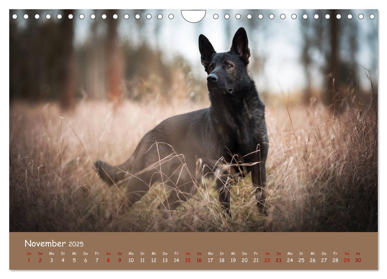 Bild: 9783435351459 | Schäferhunde und Ihre Vielfalt (Wandkalender 2025 DIN A4 quer),...