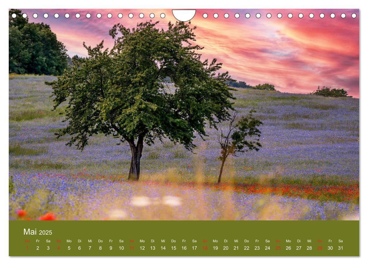 Bild: 9783435122967 | Mohnblumen Romantik (Wandkalender 2025 DIN A4 quer), CALVENDO...